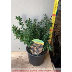 1 VÄXT AV BERBERIS BUXIFOLIA NANA KRUKA 14CM