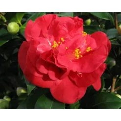 1 VÄXT AV CAMELIA JAPONICA WHEELER KRUKA 17CM