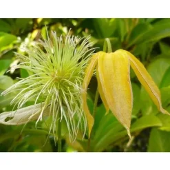 1 VÄXT AV CLEMATIS TIBETANA TANGUSTICA BIL KRUKA 16CM clematide