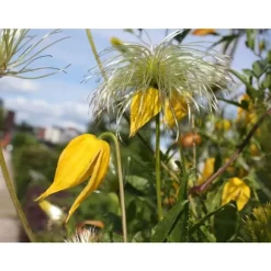 1 VÄXT AV CLEMATIS TIBETANA TANGUSTICA BIL KRUKA 16CM clematide