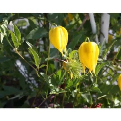 1 VÄXT AV CLEMATIS TIBETANA TANGUSTICA BIL KRUKA 16CM clematide