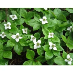 1 VÄXT AV CORNUS CANADENSIS KRUKA 17CM perenn
