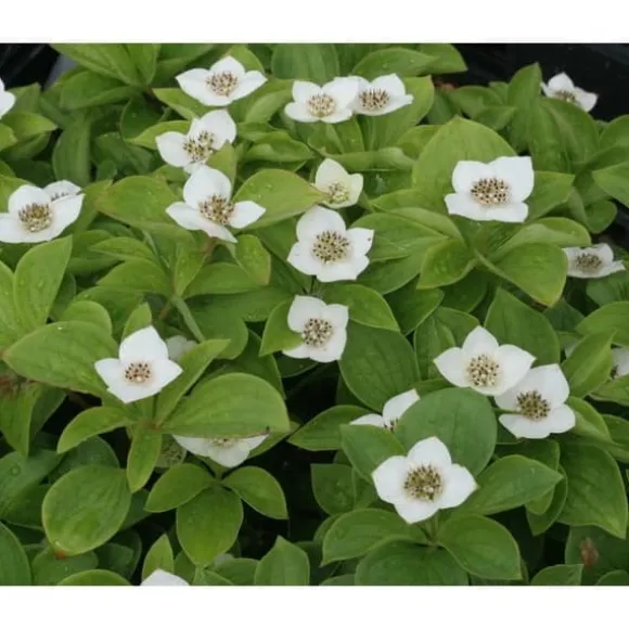 1 VÄXT AV CORNUS CANADENSIS KRUKA 17CM perenn
