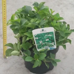 1 VÄXT AV CORNUS CANADENSIS KRUKA 17CM perenn