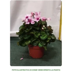 1 VÄXT AV CYKLAMEN ILLUSIA PERSICUM KRUKA 13CM VÄXTER FÖR UTEBRUK