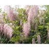 1 VÄXT AV GLICINIA WISTERIA FLORIBUNDA ROSEA KRUKA 16CM