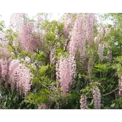 1 VÄXT AV GLICINIA WISTERIA FLORIBUNDA ROSEA KRUKA 16CM