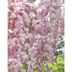 1 VÄXT AV GLICINIA WISTERIA FLORIBUNDA ROSEA KRUKA 16CM