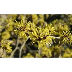 1 VÄXT AV HAMAMELIS INTERMEDIA ARNOLD PROMISE GUL VAS 23CM lövfällande
