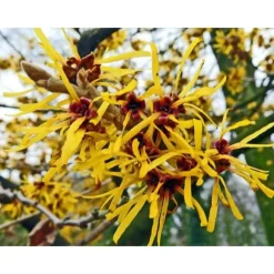 1 VÄXT AV HAMAMELIS INTERMEDIA ARNOLD PROMISE GUL VAS 23CM lövfällande