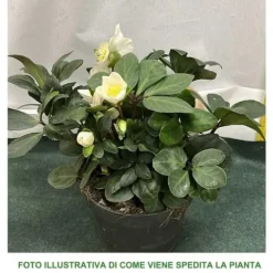 1 VÄXT AV HELLEBORUS CHRISTMAS CAROL XL RÖD JULEKRAFT VAS 17CM ELLEBORO PERENNE JUL