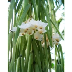 1 VÄXT AV HOYA LINEARIS VAXBLOMMA KRUKA 14CM Perennar
