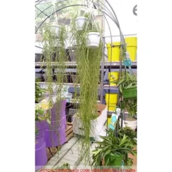 1 VÄXT AV HOYA LINEARIS VAXBLOMMA KRUKA 14CM Perennar