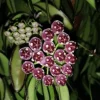 1 VÄXT AV HOYA WAYETII TRICOLOR VAXBLOMMA KÄLKE 14CM Perennier