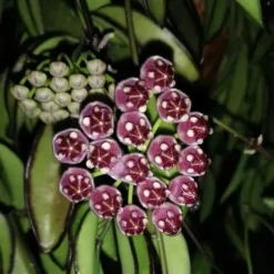 1 VÄXT AV HOYA WAYETII TRICOLOR VAXBLOMMA KÄLKE 14CM Perennier