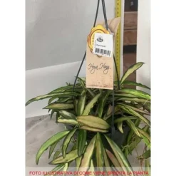 1 VÄXT AV HOYA WAYETII TRICOLOR VAXBLOMMA KÄLKE 14CM Perennier