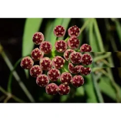 1 VÄXT AV HOYA WAYETII VAXBLÄMMA KRUKA 12CM Perennier