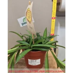 1 VÄXT AV HOYA WAYETII VAXBLÄMMA KRUKA 12CM Perennier