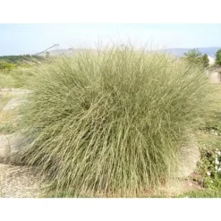 1 VÄXT AV MISCANTHUS SINENSIS MORNING LIGHT KRUKA 17CM Graminacea