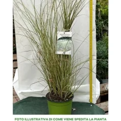 1 VÄXT AV MISCANTHUS SINENSIS MORNING LIGHT KRUKA 17CM Graminacea