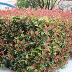 1 VÄXT AV PHOTINIA SOM HÄCK I KRUKA 18CM ständigt grön