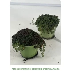 1 VÄXT AV SEDUM I BLANDAT URVAL KRUKA 13CM