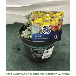 1 VÄXT AV SEDUM SPATHIFOLIUM CAPE BLANCO KRUKA 13CM