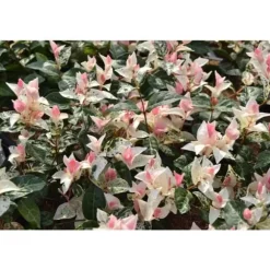 1 VÄXT AV TRACHELOSPERMUM JASMIN GELSOMINO TRICOLOR KRUKA 17CM