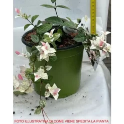 1 VÄXT AV TRACHELOSPERMUM JASMIN GELSOMINO TRICOLOR KRUKA 17CM