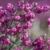 1 VÄXT ERICA DARLEYENSIS ROSA I 12CM KRUKA, UTOMHUSVÄXTER, STÄNDIGGRÖN, BLOMMOR FÖR BALKONG