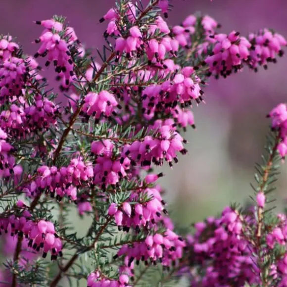 1 VÄXT ERICA DARLEYENSIS ROSA I 12CM KRUKA, UTOMHUSVÄXTER, STÄNDIGGRÖN, BLOMMOR FÖR BALKONG