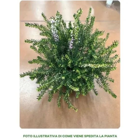 1 VÄXT ERICA DARLEYENSIS ROSA I 12CM KRUKA, UTOMHUSVÄXTER, STÄNDIGGRÖN, BLOMMOR FÖR BALKONG