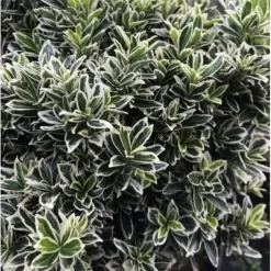 1 VÄXT EUONYMUS MICROPHYLLUS I EN KRUKA PÅ 9CM, UTEVÄXTER, STÄNDIGGRÖN