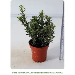 1 VÄXT EUONYMUS MICROPHYLLUS I EN KRUKA PÅ 9CM, UTEVÄXTER, STÄNDIGGRÖN