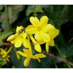 1 VÄXT JASMINUM GELSOMINO NUDIFLORUM KRUKA 12CM Lövfällande