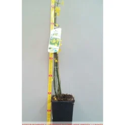 1 VÄXT JASMINUM GELSOMINO NUDIFLORUM KRUKA 12CM Lövfällande