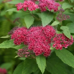 1 VÄXT SPIRAEA JAPONICA DOUBLE PLAY RED KRUKA 18CM