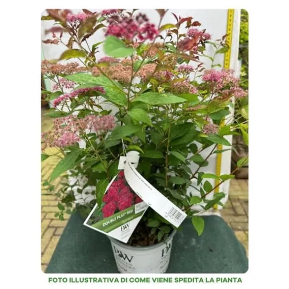 1 VÄXT SPIRAEA JAPONICA DOUBLE PLAY RED KRUKA 18CM