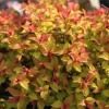 1 VÄXT SPIRAEA JAPONICA LITTLE FLAME KRUKA 18CM