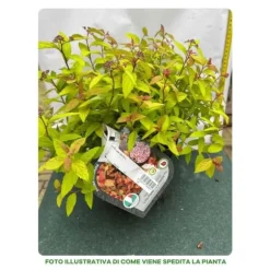 1 VÄXT SPIRAEA JAPONICA LITTLE FLAME KRUKA 18CM