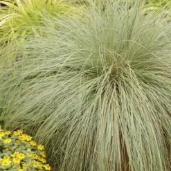 1 VÄXTA AV CAREX COMANS FROSTED CURLS I TOPP 18CM, UTOMHUSVÄXTER, GRÄSARTER