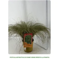 1 VÄXTA AV CAREX COMANS FROSTED CURLS I TOPP 18CM, UTOMHUSVÄXTER, GRÄSARTER