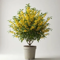 1 VÄXTA AV CHIMONANTHUS PRAECOX VINTERKALIKANTHUS KRUKA 26CM BUSKE