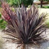 1 VÄXTA AV PHORMIUM TENAX PURPUREUM I KRUKA 24CM, UTOMHUSVÄXTER, EVIGGRÖN