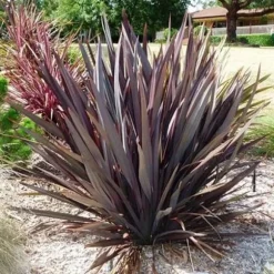 1 VÄXTA AV PHORMIUM TENAX PURPUREUM I KRUKA 24CM, UTOMHUSVÄXTER, EVIGGRÖN