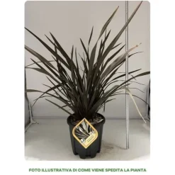 1 VÄXTA AV PHORMIUM TENAX PURPUREUM I KRUKA 24CM, UTOMHUSVÄXTER, EVIGGRÖN