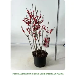 1 VÄXTA ILEX VERTICILLATA BONFIRE I KRUKA 17CM, UTOMHUSVÄXTER, FÄLLANDE