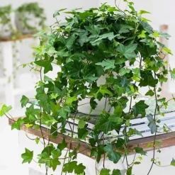 1 VÄXTER AV EDERA WONDER I KRUKA 9CM klätterväxt för inomhus som renar luften