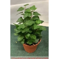 1 VÄXTER AV EDERA WONDER I KRUKA 9CM klätterväxt för inomhus som renar luften