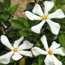 1 VÄXTER AV GARDENIA JASMINOIDES PINWHEEL I KRUKA 19CM, UTOMHUSVÄXTER, EVERGREEN